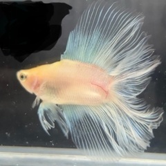 2cm 赤ちゃんベタ　50匹販売達成記念‼︎ 1匹150円、100匹10000円　「熱帯魚」の画像