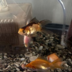 金魚差し上げますの画像