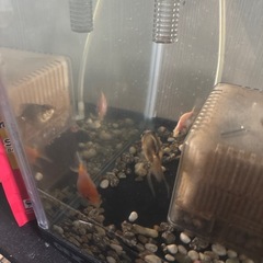 金魚差し上げますの画像