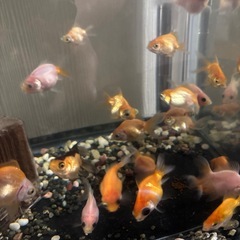 金魚差し上げますの画像