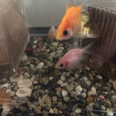 金魚差し上げますの画像