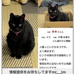 迷子猫を探しています。