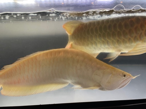 アルビノシルバーアロワナセミショート