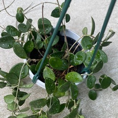 商談中【観葉植物】ホヤ　マチルダの画像
