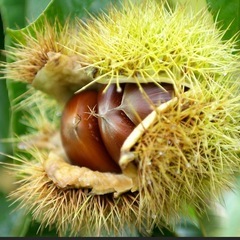 タイムセール❗️小布施栗🌰家庭用500gの画像