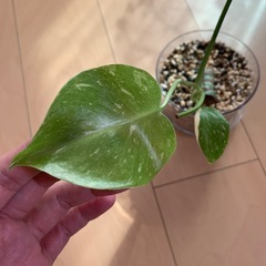 【観葉植物】モンステラ　タイコンステレーションの画像