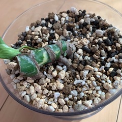 【観葉植物】モンステラ　タイコンステレーションの画像