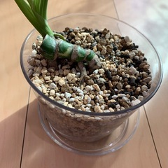 【観葉植物】モンステラ　タイコンステレーションの画像