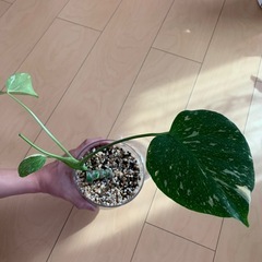 【観葉植物】モンステラ　タイコンステレーションの画像