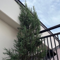 スカイロケット　鉢植え　2メートル以上の画像