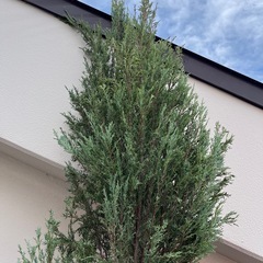 スカイロケット　鉢植え　2メートル以上の画像