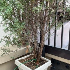 スカイロケット　鉢植え　2メートル以上の画像