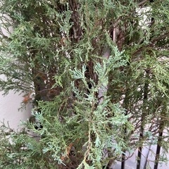 スカイロケット　鉢植え　2メートル以上の画像