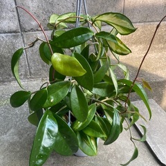 【観葉植物】ホヤ　カルノーサ　エキゾチカの画像