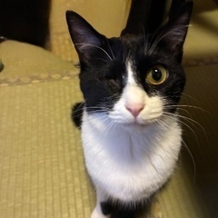 いつもウィンクしているぴーすちゃん
