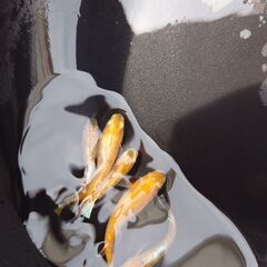 メダカ　の画像