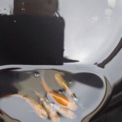 メダカ　の画像