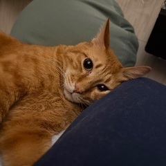 茶トラ猫(5歳)の画像