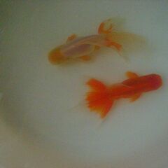 金魚-白いオランダ-赤いオランダの画像