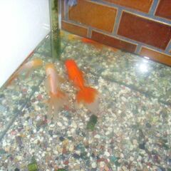 金魚-白いオランダ-赤いオランダの画像