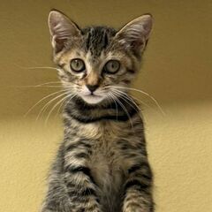 【保護猫】生後3か月子猫ちゃん