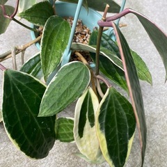 【観葉植物】ホヤ　ゴールデンマージンの画像