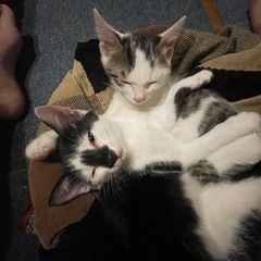【里親募集】月齢3ヶ月、猫♂2匹