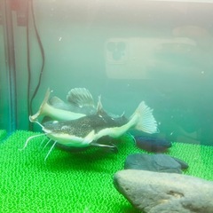 レッド テール キャットの画像