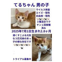 譲渡会参加　３兄妹