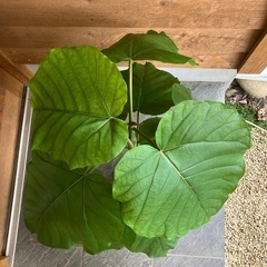 ウンベラータ　観葉植物　の画像
