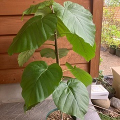 ウンベラータ　観葉植物　の画像