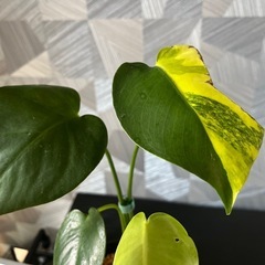 ✨本物✨【観葉植物】モンステラデリシオーサイエローマリリン✨の画像