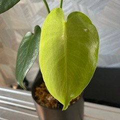 ✨本物✨【観葉植物】モンステラデリシオーサイエローマリリン✨の画像