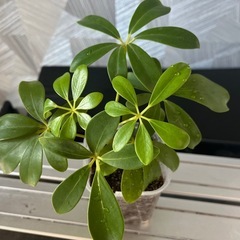 【観葉植物】　シェフレアコンパクタの画像