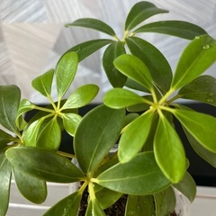 【観葉植物】　シェフレアコンパクタの画像