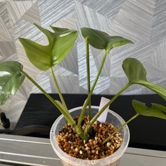 【観葉植物】姫モンステラの画像