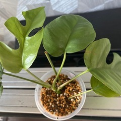 【観葉植物】姫モンステラの画像