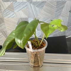 【観葉植物】姫モンステラの画像