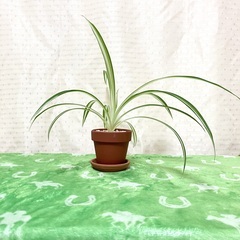 【夢物語工房】オリズルランの画像