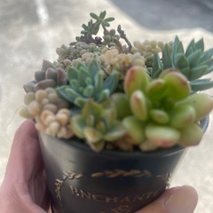 多肉植物の画像