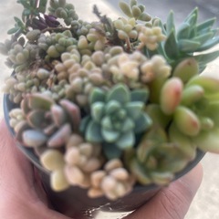 多肉植物の画像