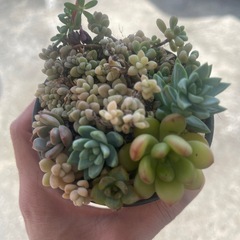 多肉植物の画像