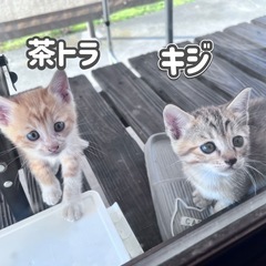 子猫の里親さん募集