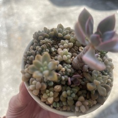 多肉植物の画像