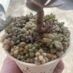 多肉植物の画像