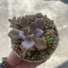 多肉植物の画像