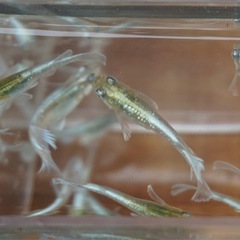 【サービス価格】《メダカ》富士薊　若魚10匹の画像