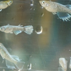 【サービス価格】《メダカ》富士薊　若魚10匹の画像