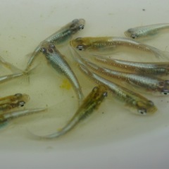 【サービス価格】《メダカ》富士薊　若魚10匹の画像