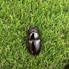 能勢YGオオクワガタ成虫トリオの画像